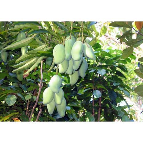 Imam Pasand Indian Mango, Packaging Type: Carton
