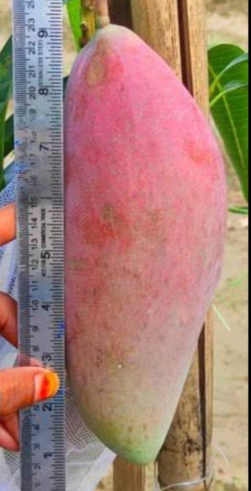 A Grade Red Ivory New Mango, Plastic Bag, Packaging Size: 2kg