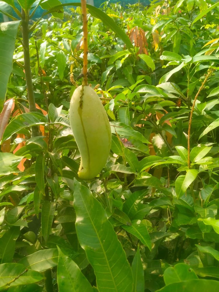 Benishan Green Oraganic Banana Mango, Carton