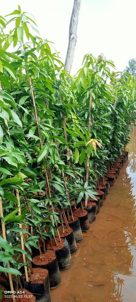 Green Mango, Packaging Size: 10 Kg