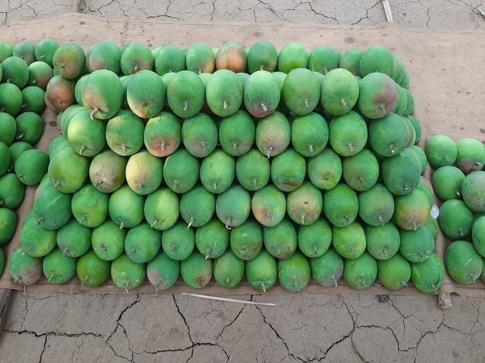 Green A Grade Kesar Mango, Crate, Packaging Size: 15 Ton