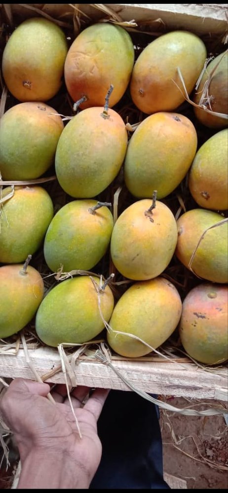 Fresh Alphonso Mango, Carton, Packaging Size: 20 Kg