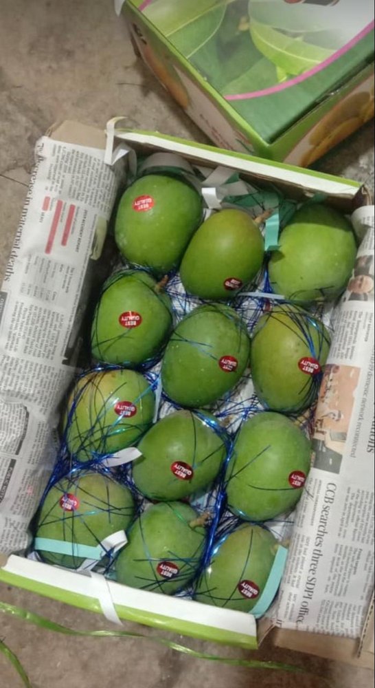 Green Alphonso Mango, Carton, Packaging Size: 3KG