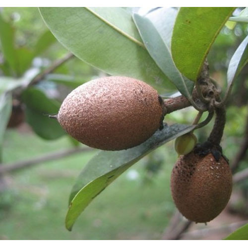 Pala Sapota