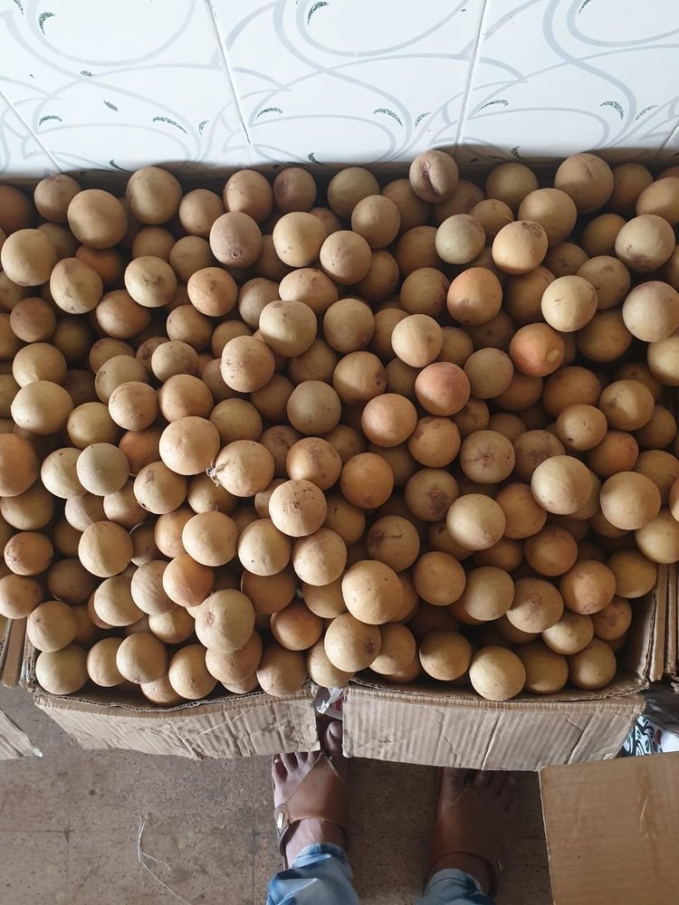 B Grade Fresh Sapota Chikoo, Packaging Type: Carton, Packaging Size: 10 Kg