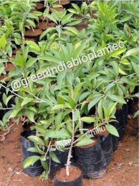 Chiku Plants