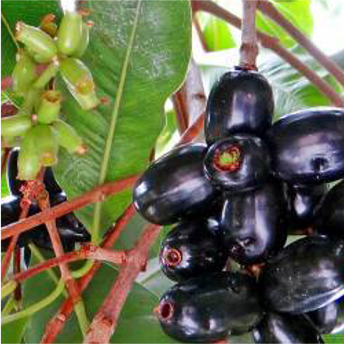 Syzygium Cuminii, Packaging Type: Bag, Packaging Size: 30-50 Kg