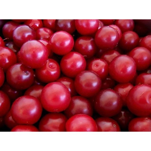 Alubukhara Fruits