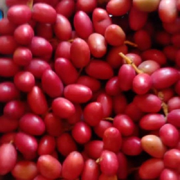 A Grade Fresh Plum, Packaging Type: Carton, Packaging Size: 10kg(Max)