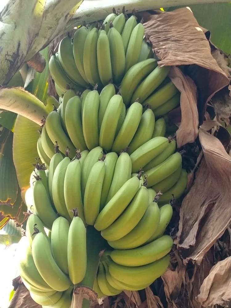 Varn Agrochem A Grade Cavendish Bananas, Packaging Type: Pp Bag, Packaging Size: 50 Kg