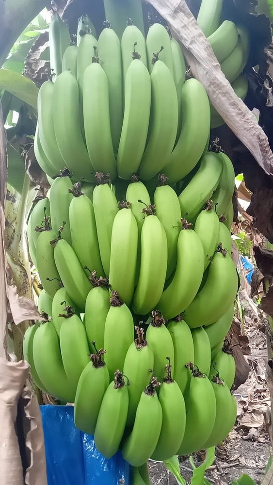 A Grade Pan India Green Bananas, Packaging Size: 13 Kg, Packaging Type: Crate
