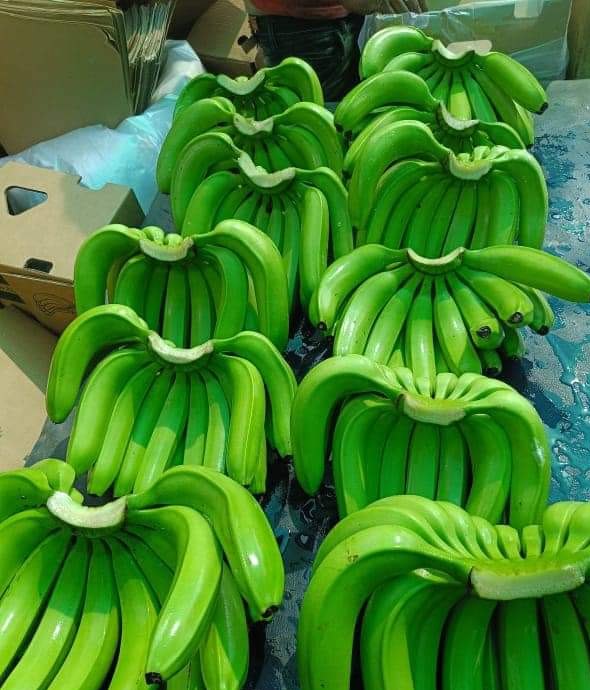 A Grade Cavendish Banana (G9), Packaging Size: 13.5 kg, Packaging Type: Carton