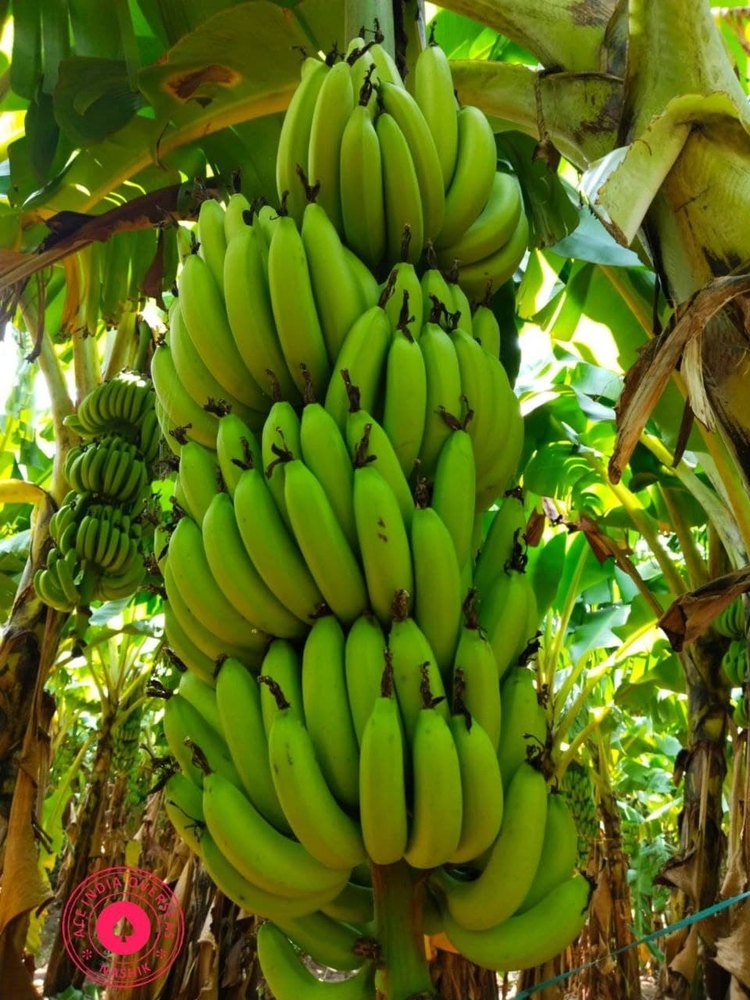 A Grade Banana / G9 Banana, Packaging Size: 13 kg