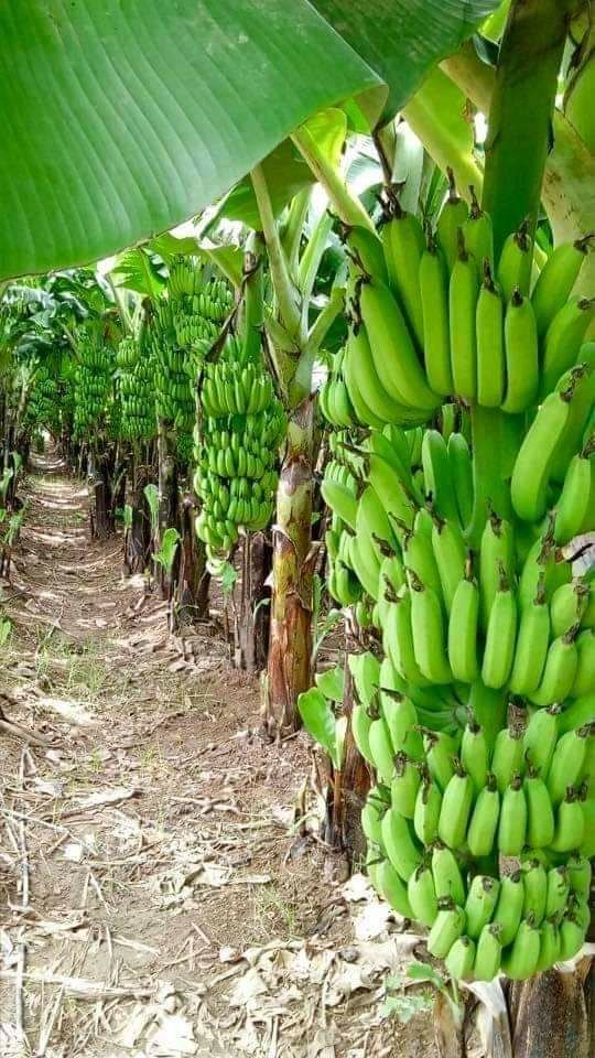 Bangalore Grade A Fresh Cavendish Banana, Packaging Size: 20 Kg, Packaging Type: Carton