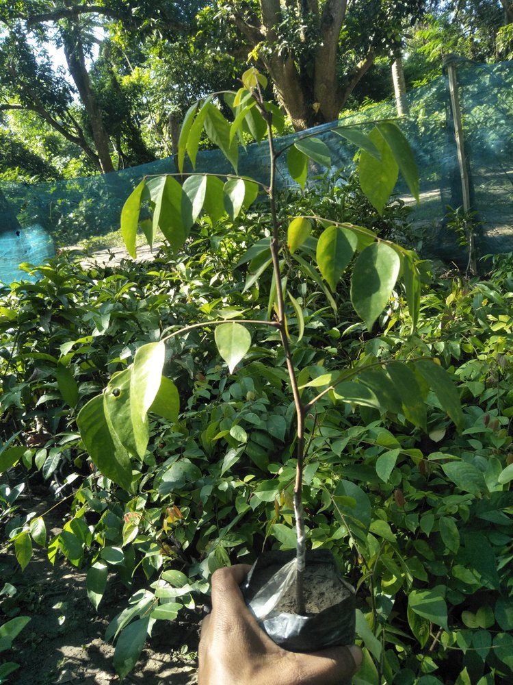 Full Sun Exposure Green star fruit plant fruit plant, For Outdoor