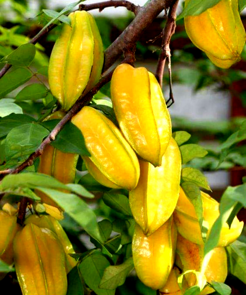 Thailand Full Sun Exposure Star Fruits plant /Kamranga plant, For Garden