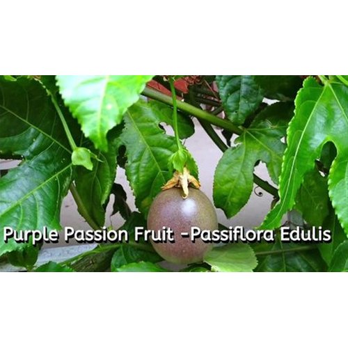 Purple Passion Fruit