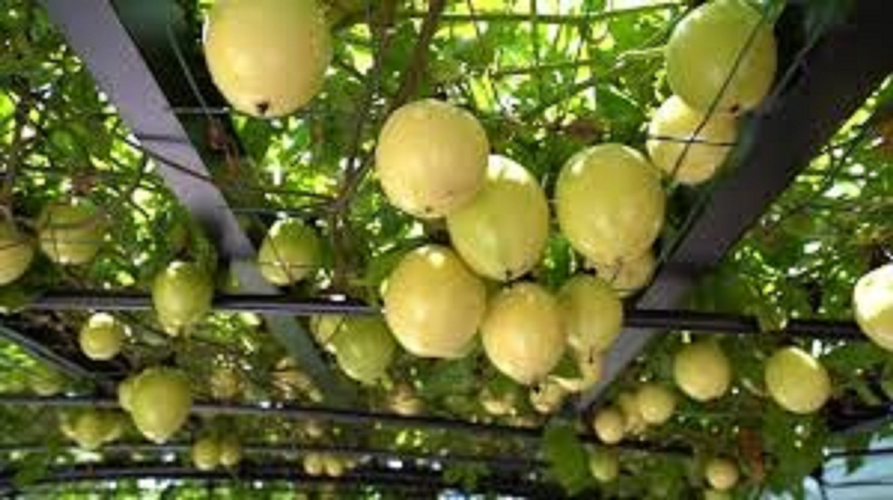 A Grade Banana Passion Fruit, Packaging Type: Gunny Bag, Packaging Size: 50 Kg
