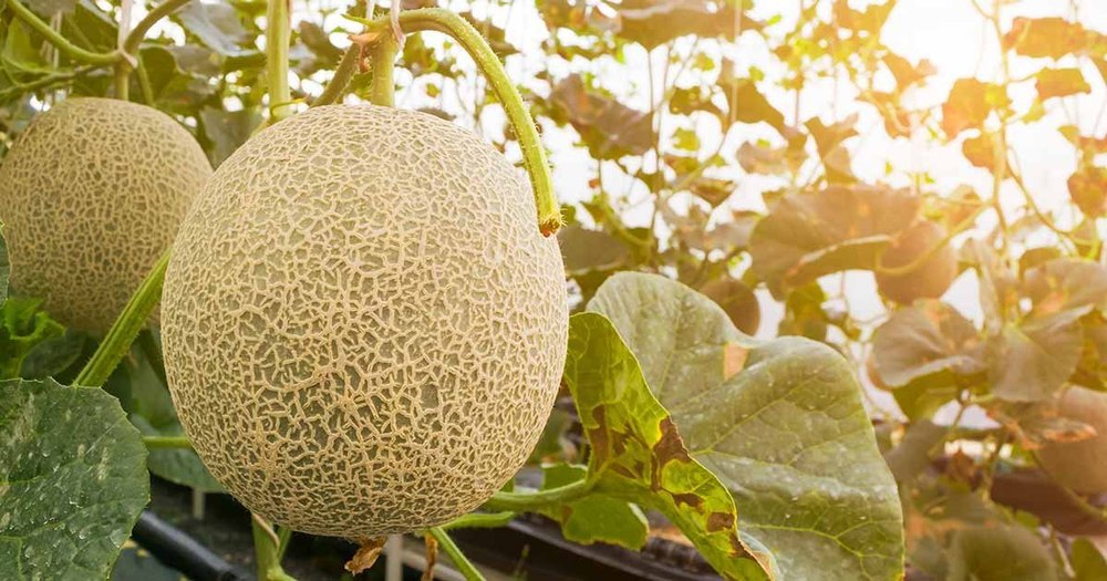 A Grade Fresh Muskmelon Fruit, Packaging Size: 50 Kg