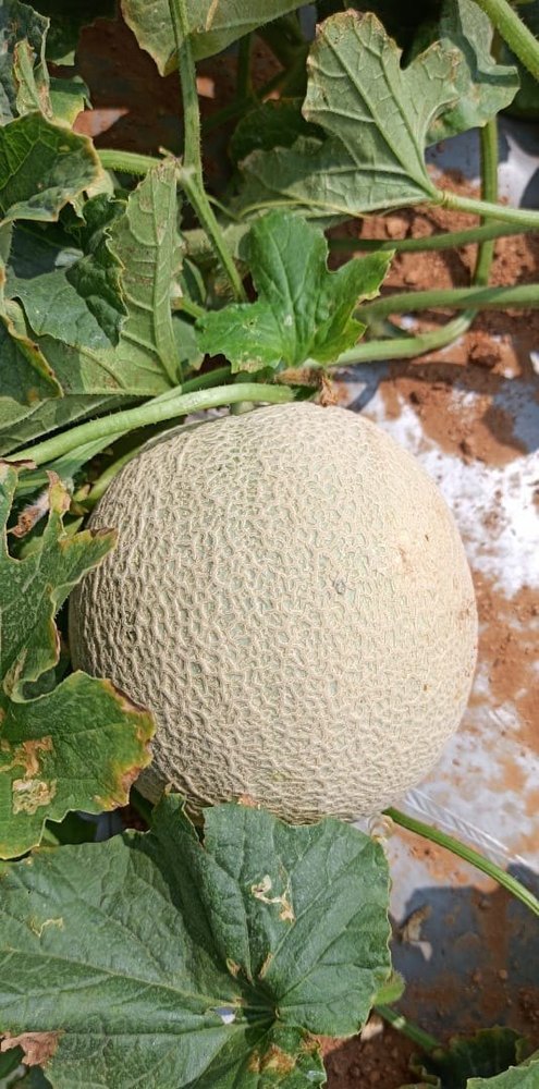 A Grade Fresh Muskmelon Fruit, Packaging Size: 1Kg