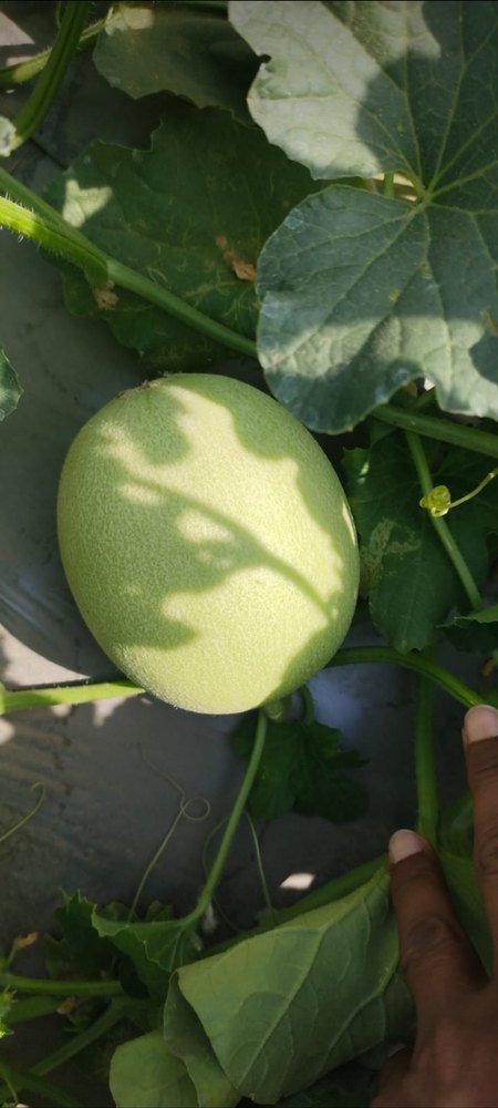 Madhu A Grade Fresh Kharbuja, Packaging Type: Gunny Bag, Packaging Size: 5 Kg