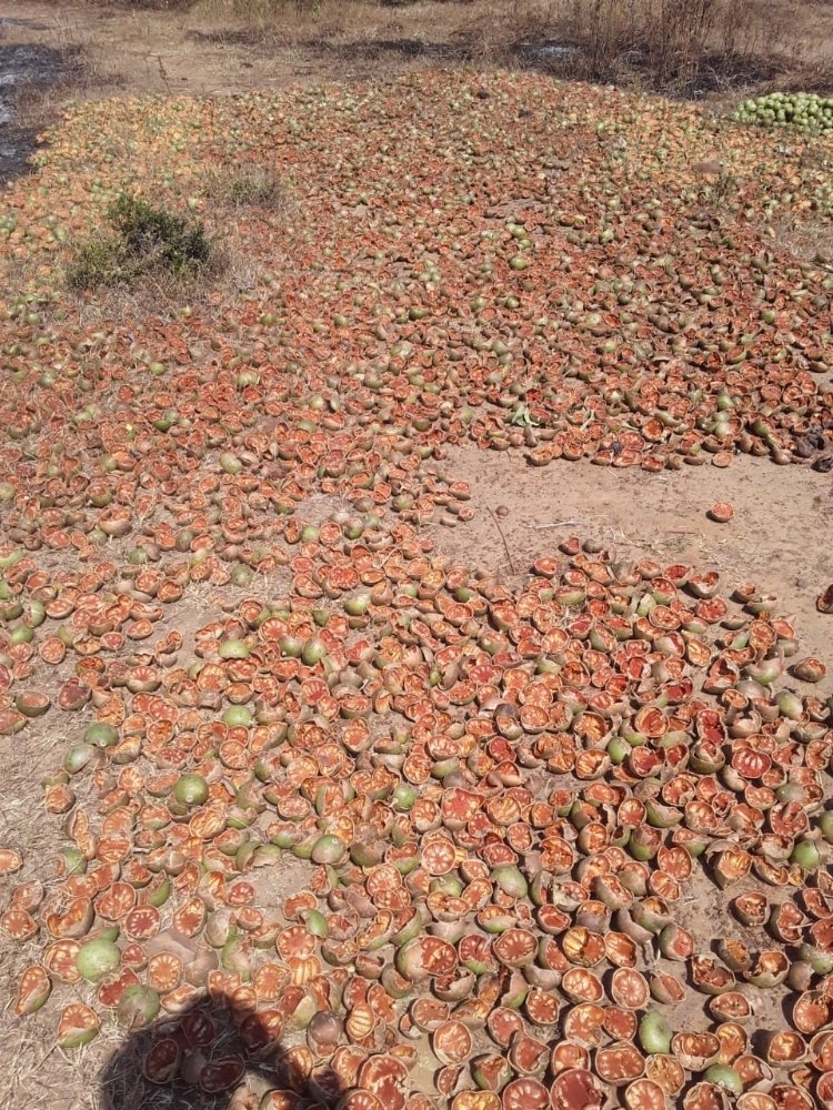 Bel Dry, A Grade, Packaging Size: 50 Kg