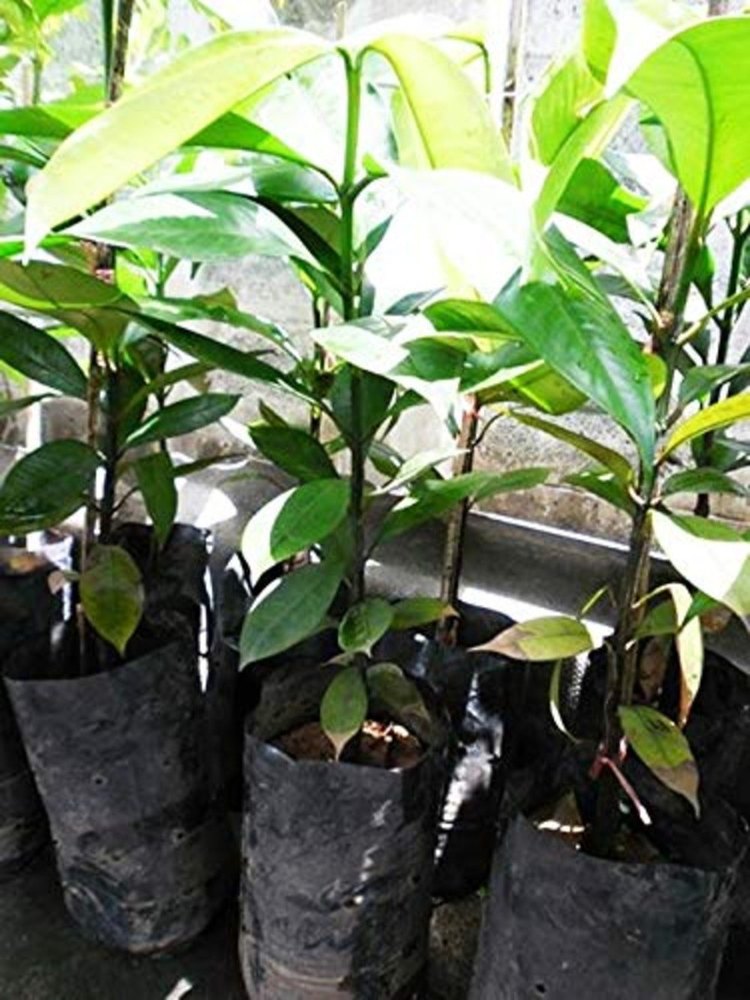 Ratu Tembilahan Full Sun Exposure 2Feet Mangosteen Fruit Plant, For Fruits