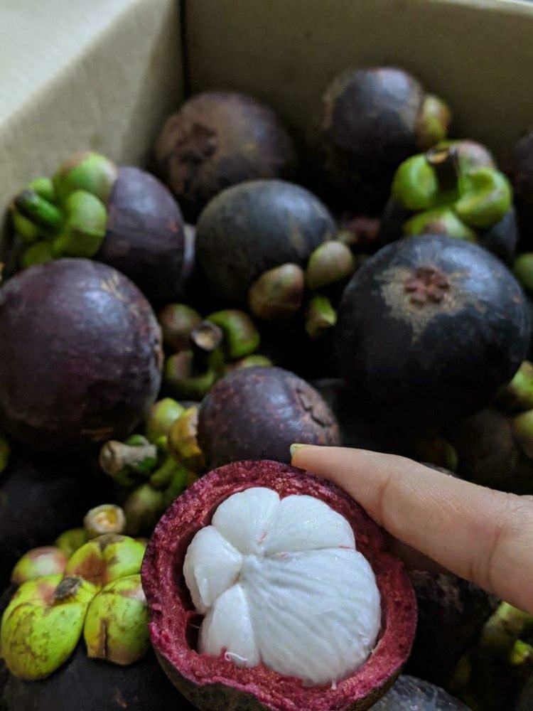 2 Kg Wayanad Organic Mangoosteens, Packaging Type: Carton, Capacity Size Of Storage: 200kgs