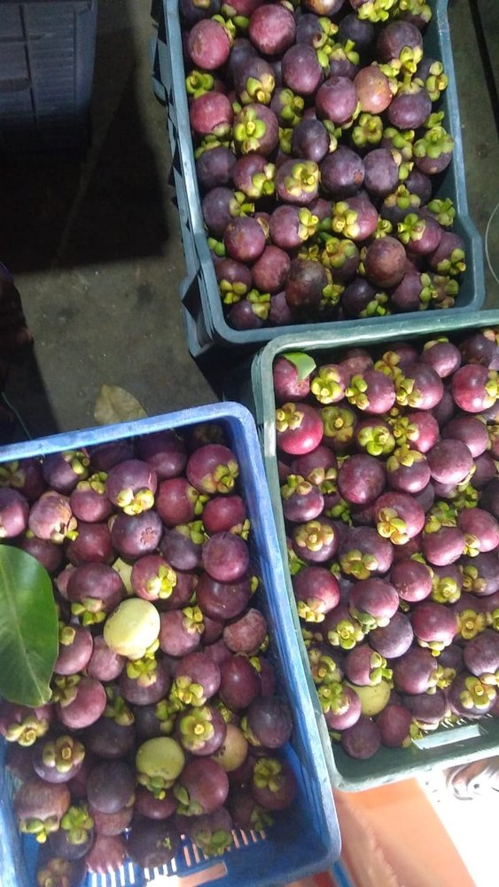 Mango Steen