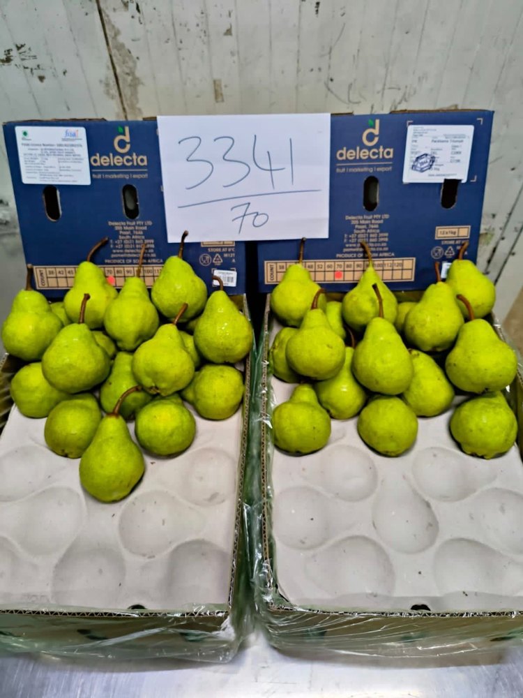 A Grade Green Fresh Pear