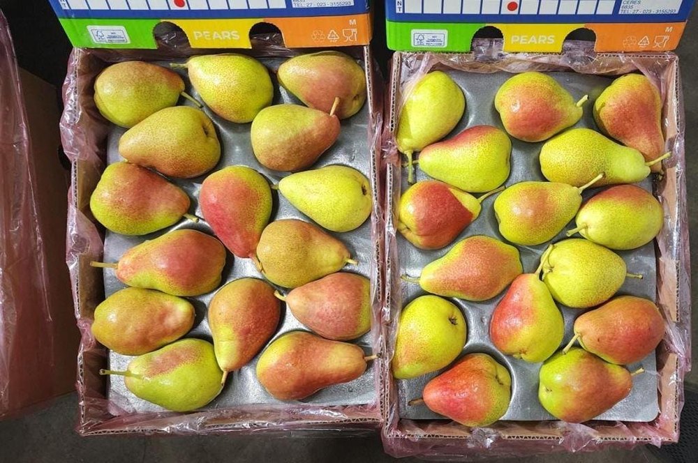 Green A Grade Fresh Pear, Packaging Type: Loose