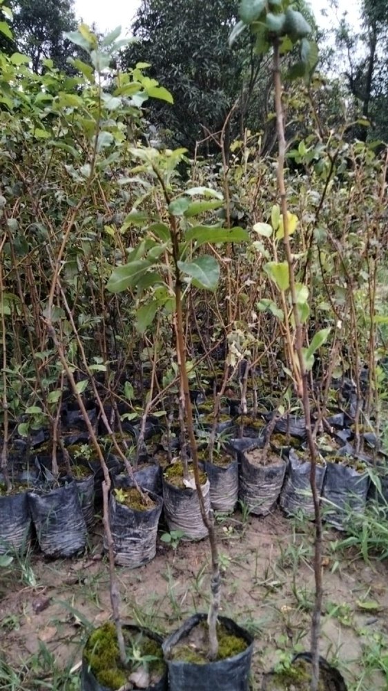 Full Sun Exposure Grafted Pear Plant