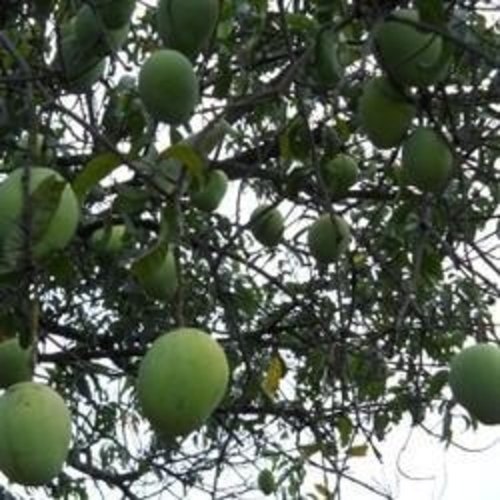 Organic A Grade Malgova Mango, Packaging Type: Carton, Packaging Size: 20 Kg