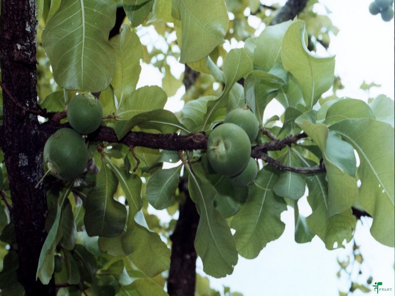 Baikumbha(Careya Arborea)