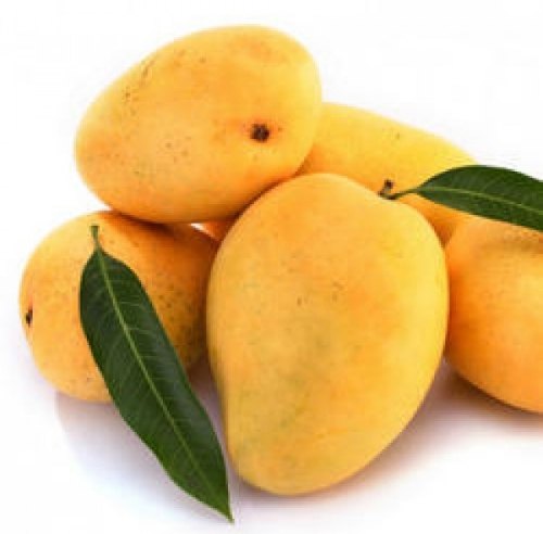 Yellow Banginapalli (Beneshan) Organic Mangos, Packaging Size: 20 kg