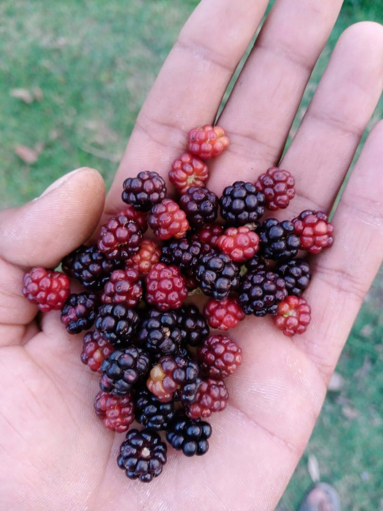 A Grade Dried Blackberry, Packaging Type: Plastic Bag, Packaging Size: 1 Kg