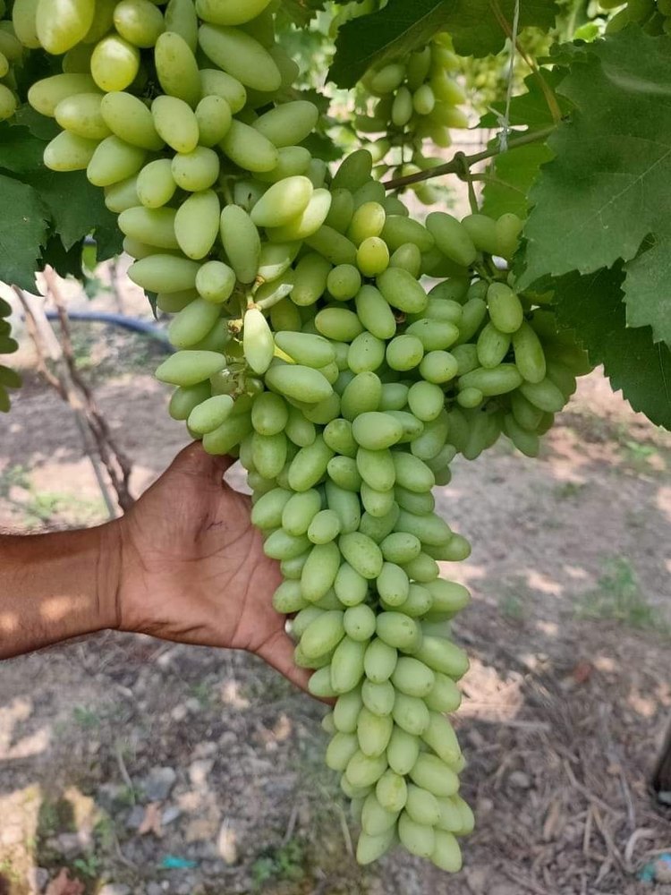 A Grade Thompson Fresh Green Grapes, For Human Consumption, Packaging Size: 5Kg