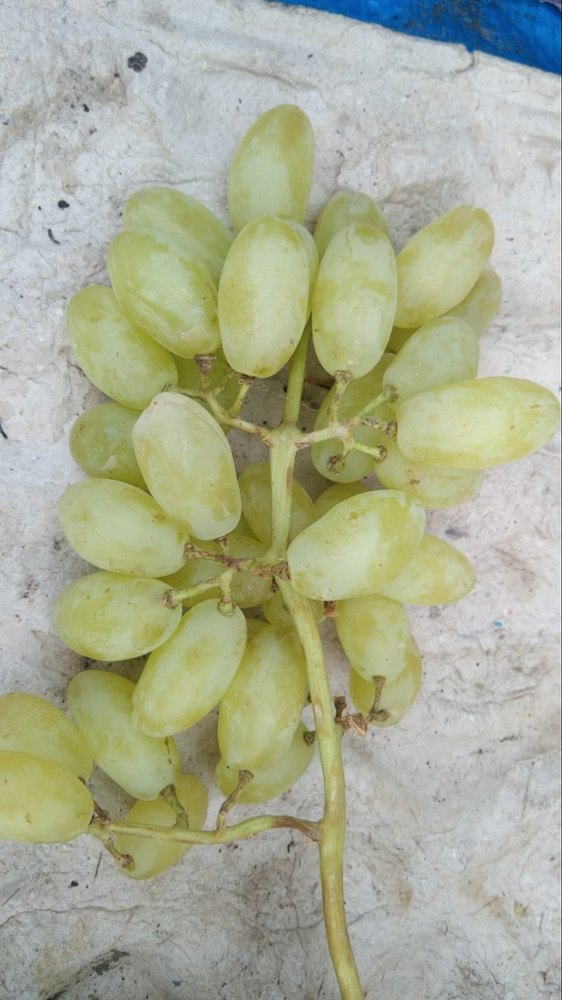A Grade Seedless Grape Green Fresh Grapes, For Human Consumption, Packaging Type: Loose