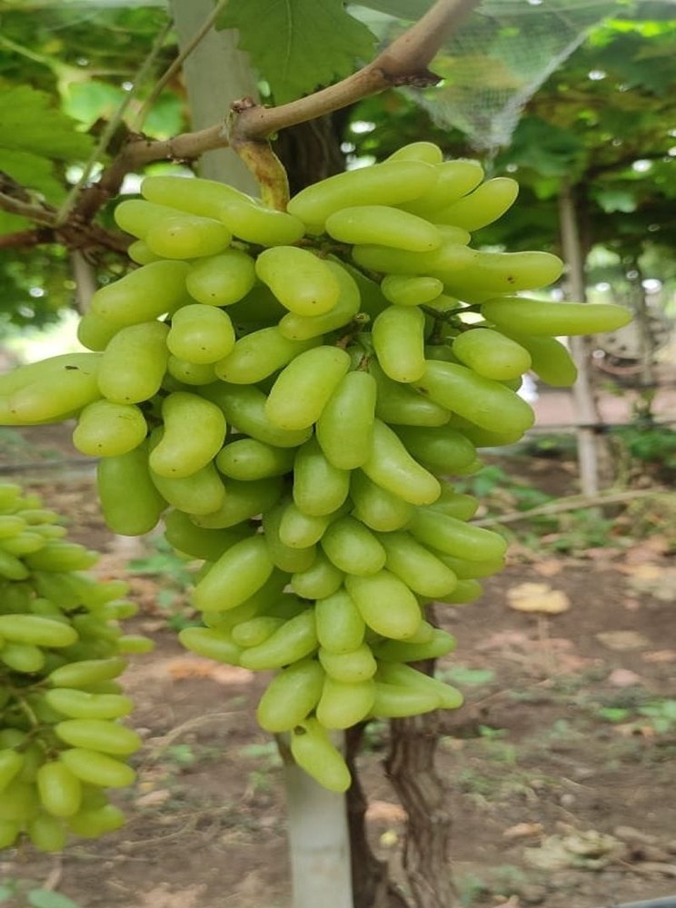B Grade Super Sonaka Green Grapes, Packaging Type: Loose