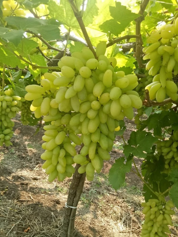 A Grade Fresh Green Grapes, Packaging Type: Loose