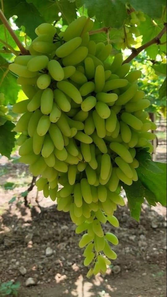 A Grade Green Nashik Capsule Grapes