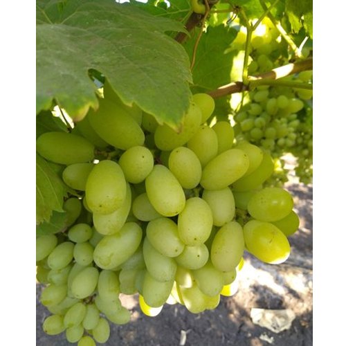A Grade Fresh Green Grapes, Packaging Type: Carton