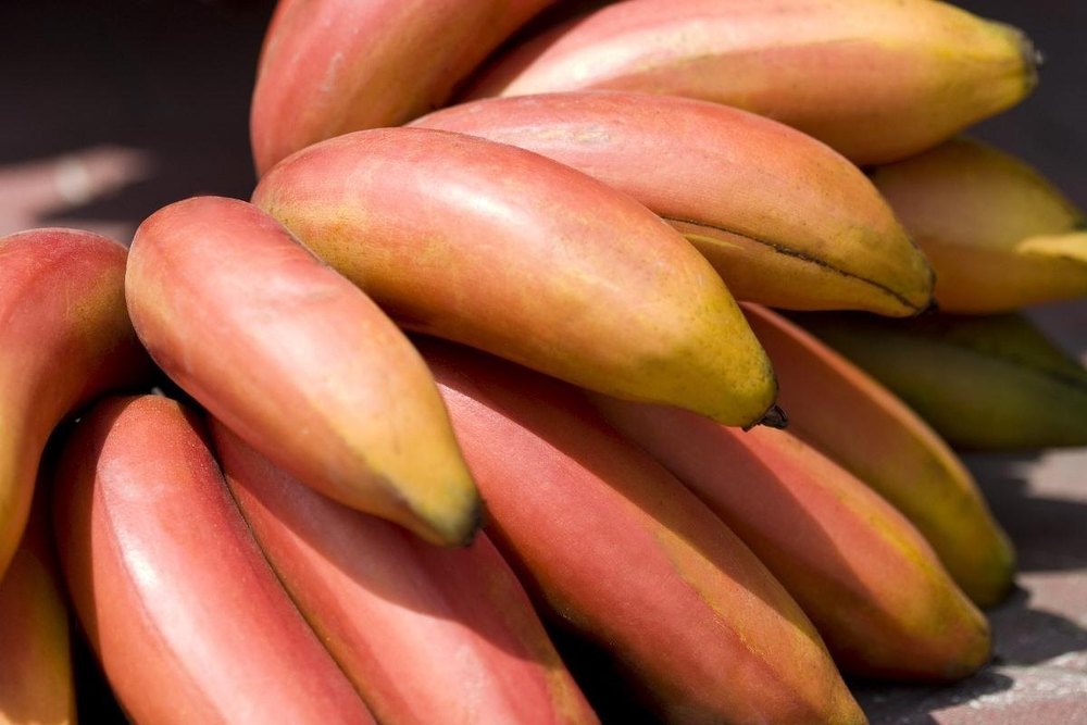 Cavendish Bananas A Grade Red Banana, Packaging Size: 10 Kg