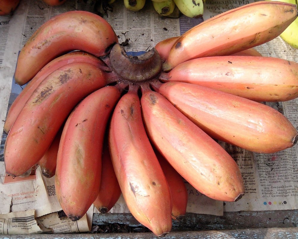A Grade Red Banana, Packaging Type: Loose