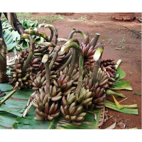 Fresh Red Banana