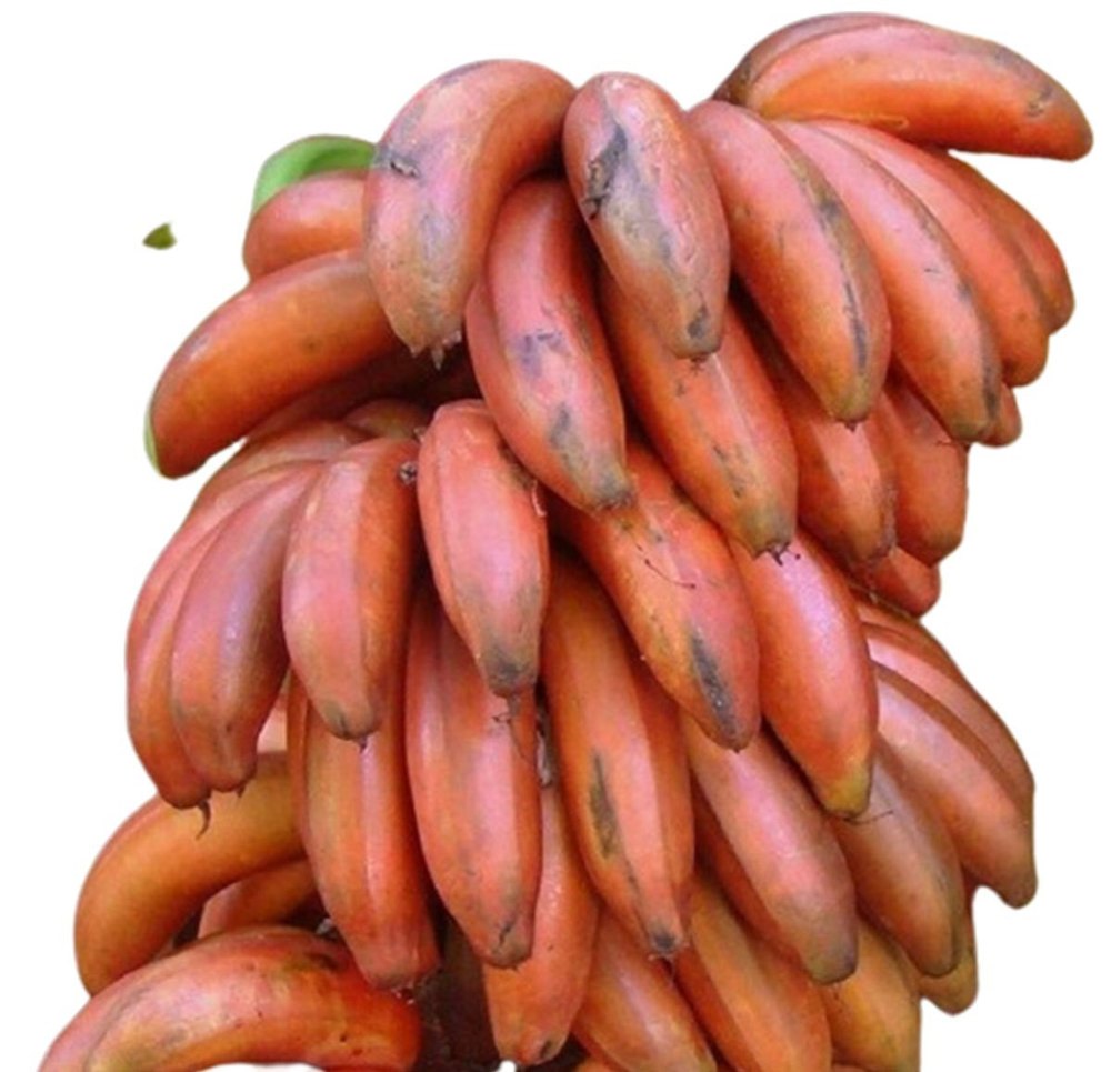 A Grade Organic Red Banana, Packaging Type: Carton