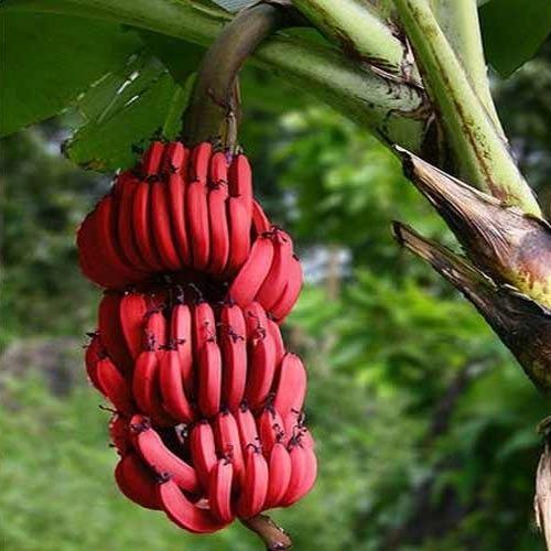 Red Banana
