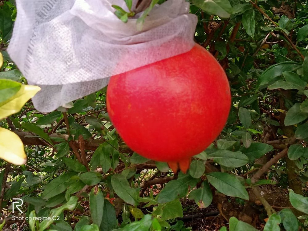 A Grade Fresh Pomegranate, 20 Kg, Crate