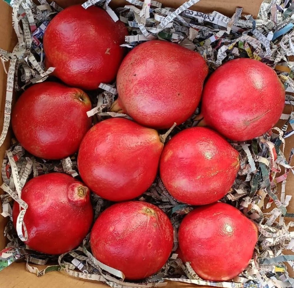 Fresh Organic Pomegranate, Packaging Type: Carton, Packaging Size: 10 Kg