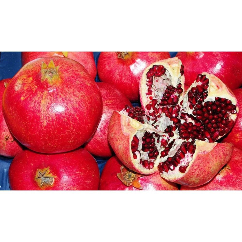 C Grade Organic Pomegranate, Rich In Vitamins, Packaging Type: Loose